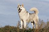 SIBERIAN HUSKY 762